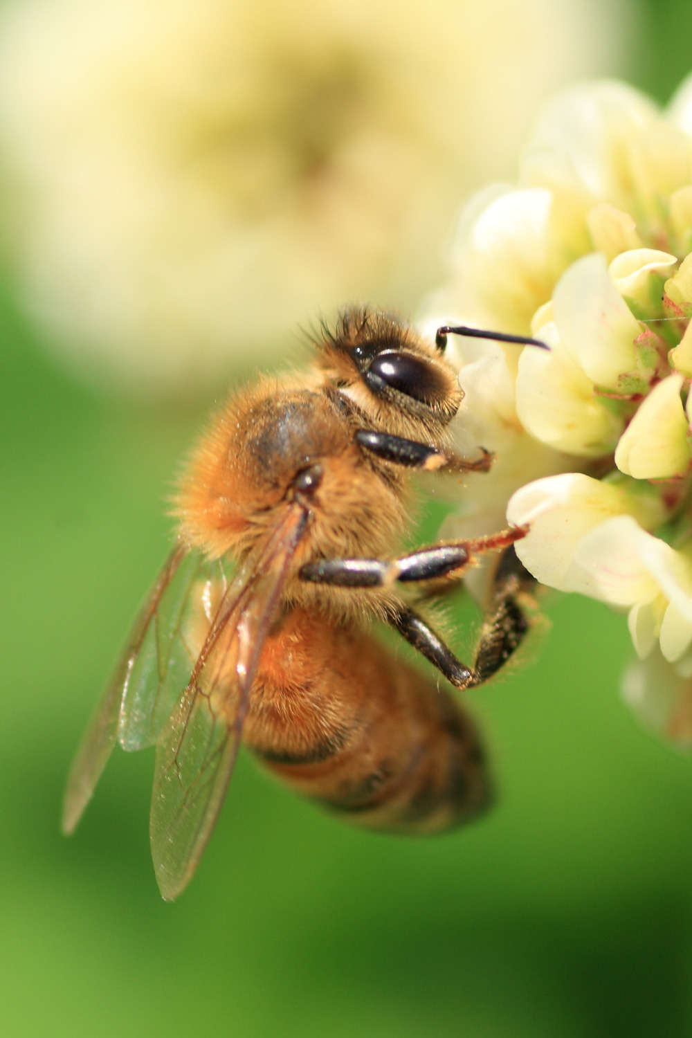 Bee collecting nectar from clover flower