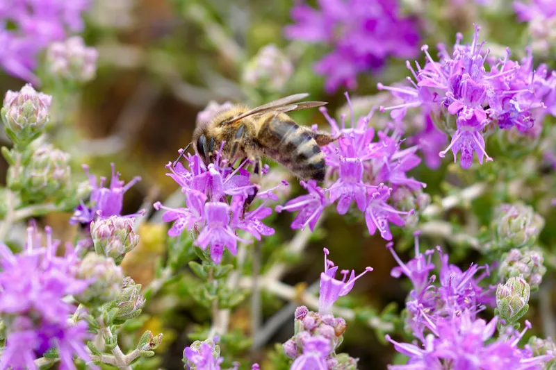 Honey bee on thyme flower