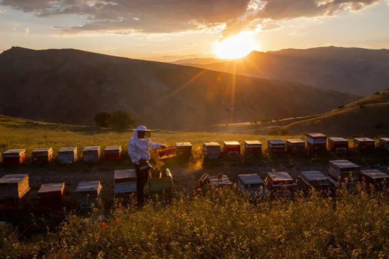 Beekeeper inspecting hives at sunset with mountains in the background