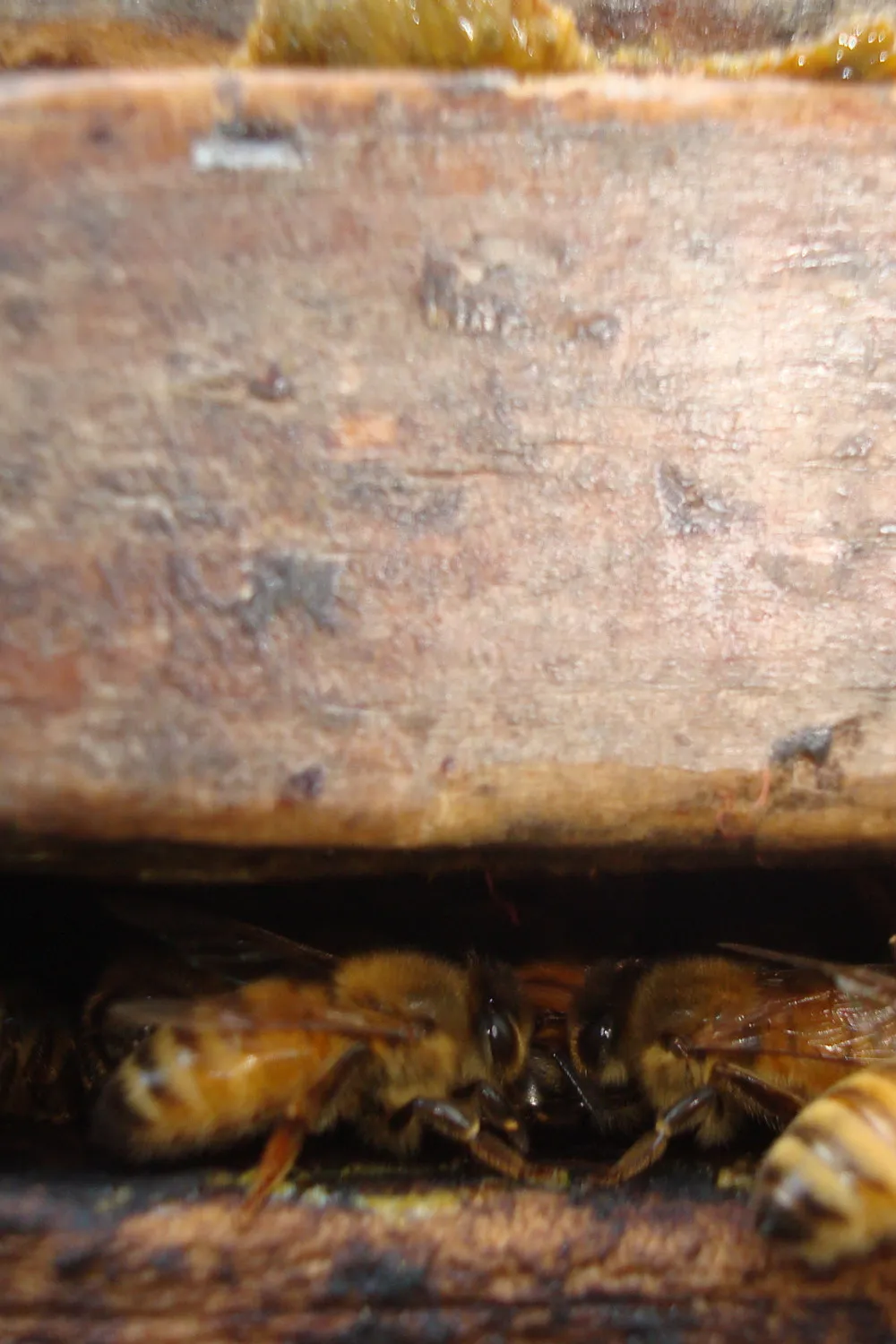Close up of bees in between frames in a hive