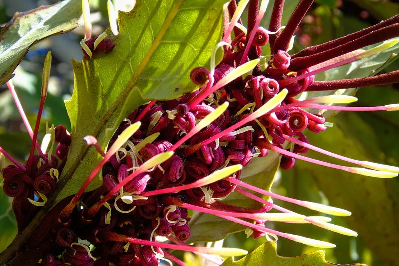 Close up of Rewarewa plant