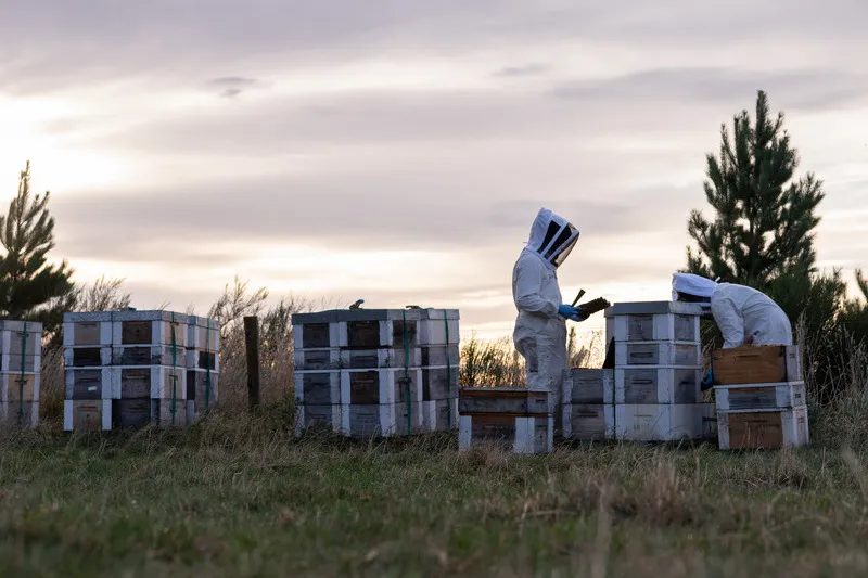 Beekeepers checking hives at sunrise