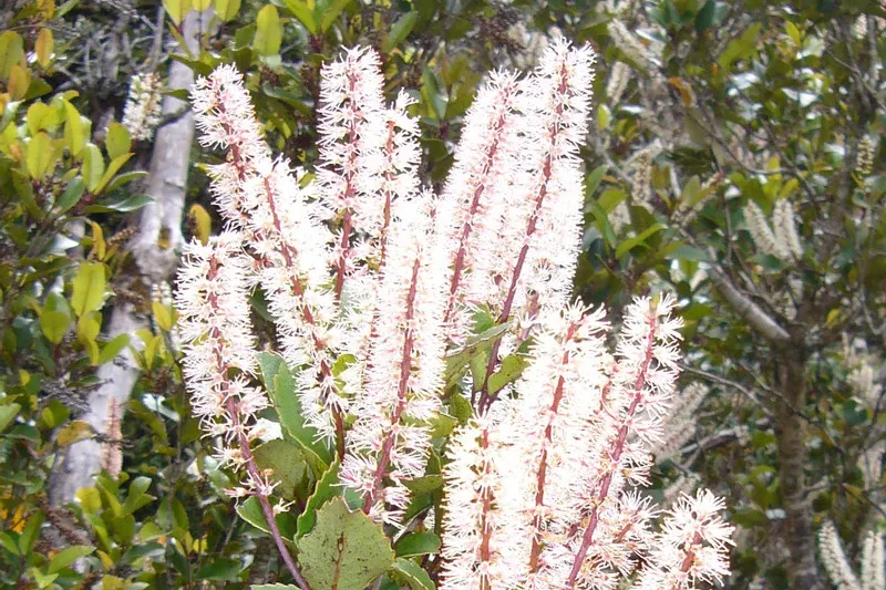 Kamahi bush in full bloom
