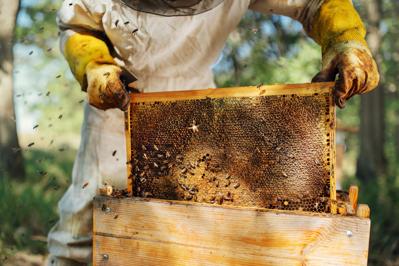 Beekeeper pulling frame from hive