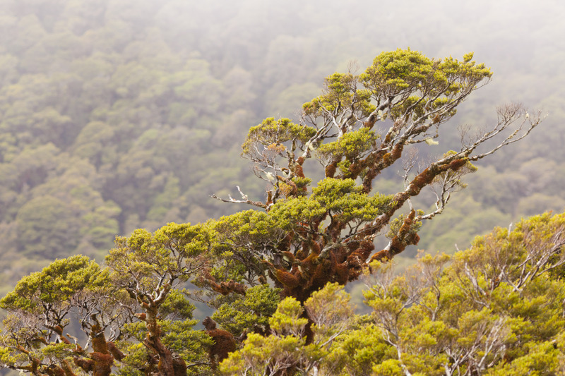 Beech tree with fog in the background