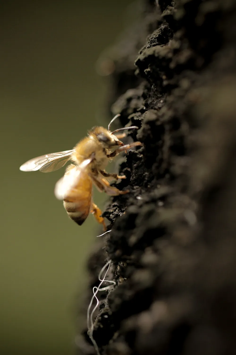 Bee collecting nectar from beech tree