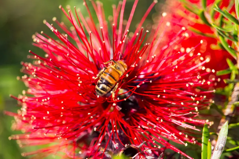 Bee collecting pollen from Rata flower in full bloom