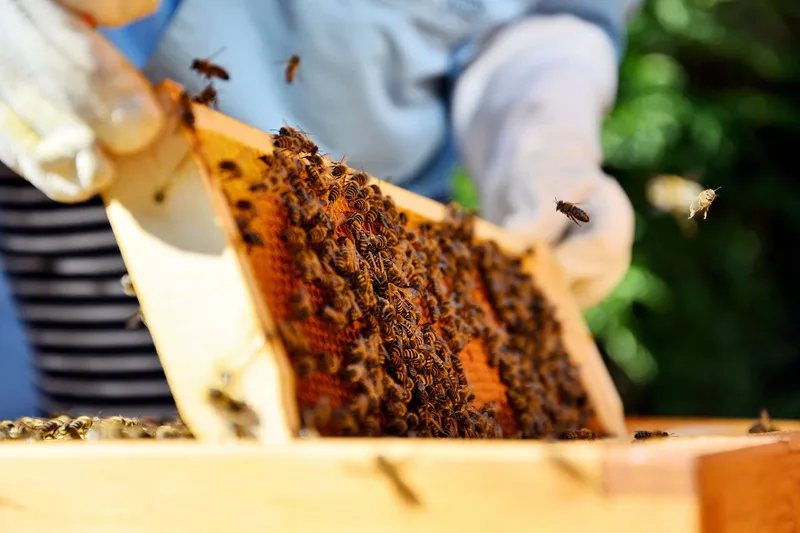 Beekeeper pulling honey frame covered in bees