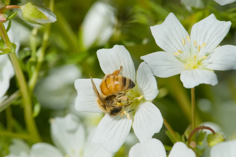 Bee collecting nectar from wild flower