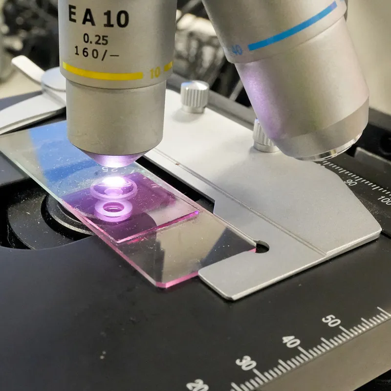 Microscope with slide with honey