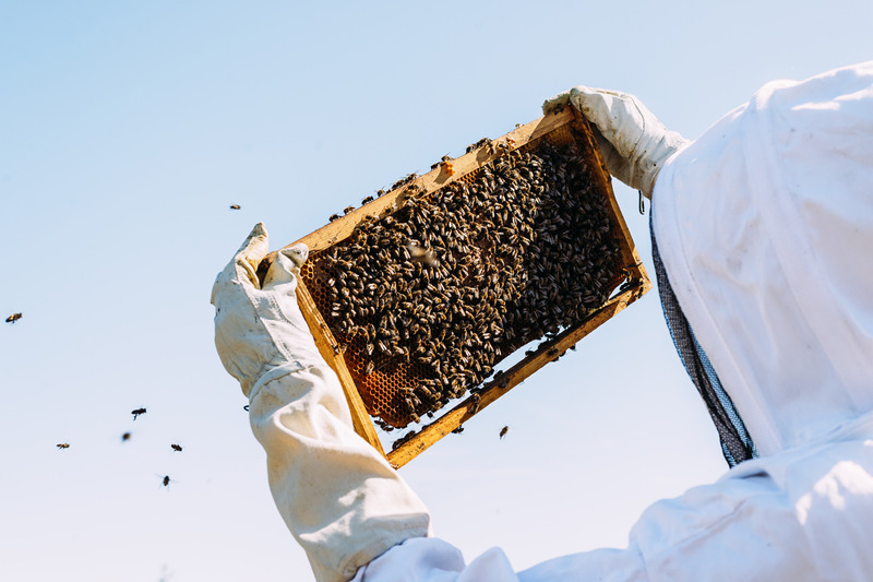 Beekeeper inspecting honey frame against a blue sky