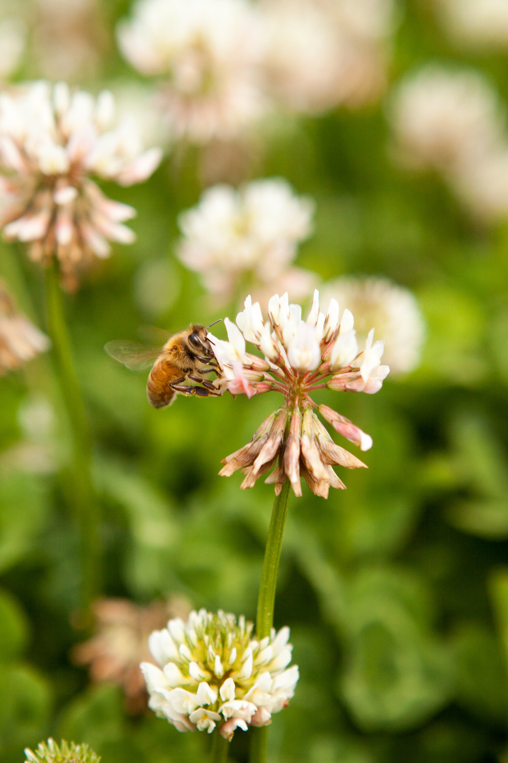 Bee collecting nectar from clover flower