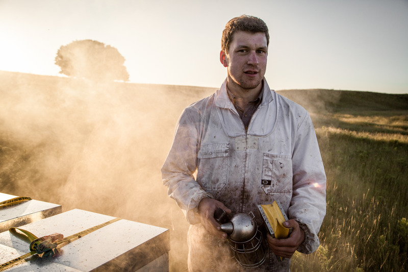 Beekeeper at dusk holding a smoker, standing beside manuka honey hives