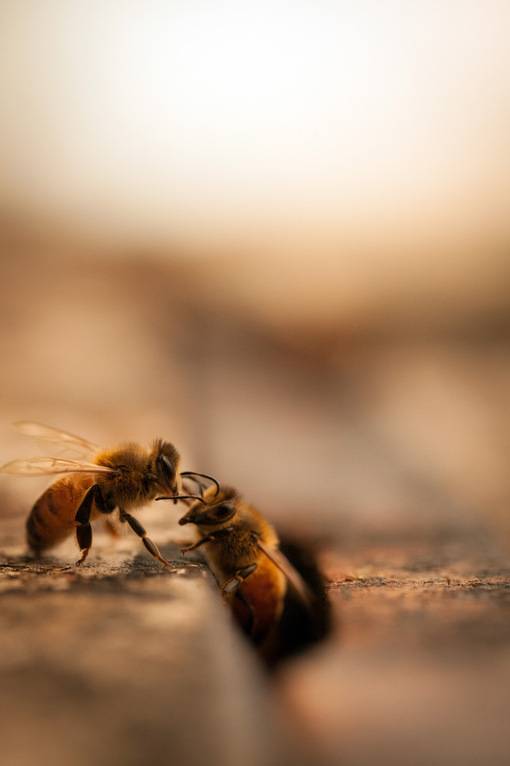 Two bees coming out of frame, sharing nectar