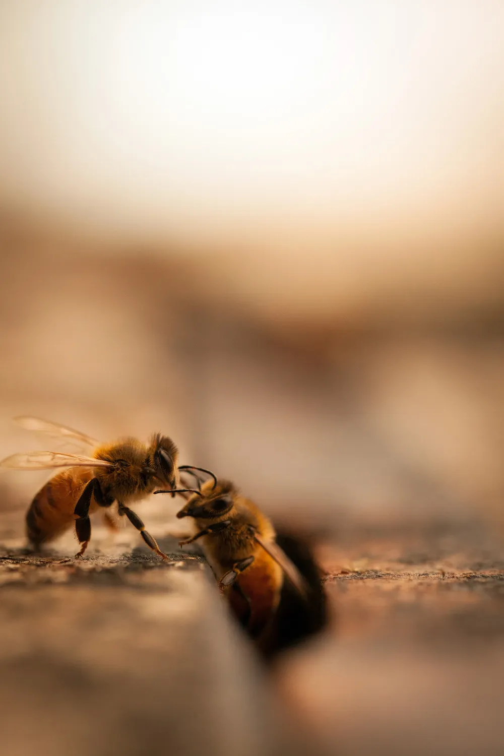 Close up of two bees