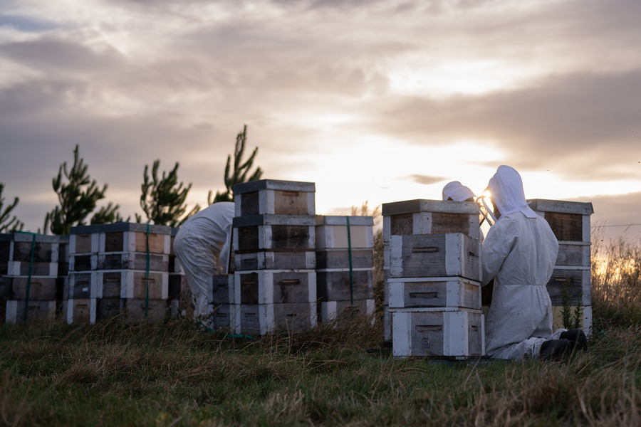 Beekeepers checking hives at sunrise