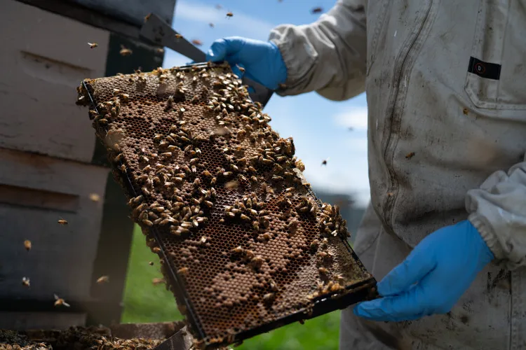 Beekeeper inspecting honey frame covered in bees in a clover field