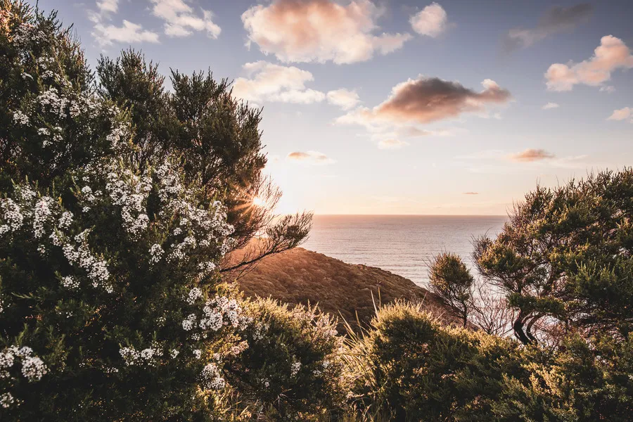 Manuka bush in flower on side of hill with Pacific Ocean in background