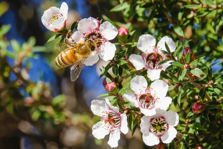 Bee collecting pollen from flowering manuka bush