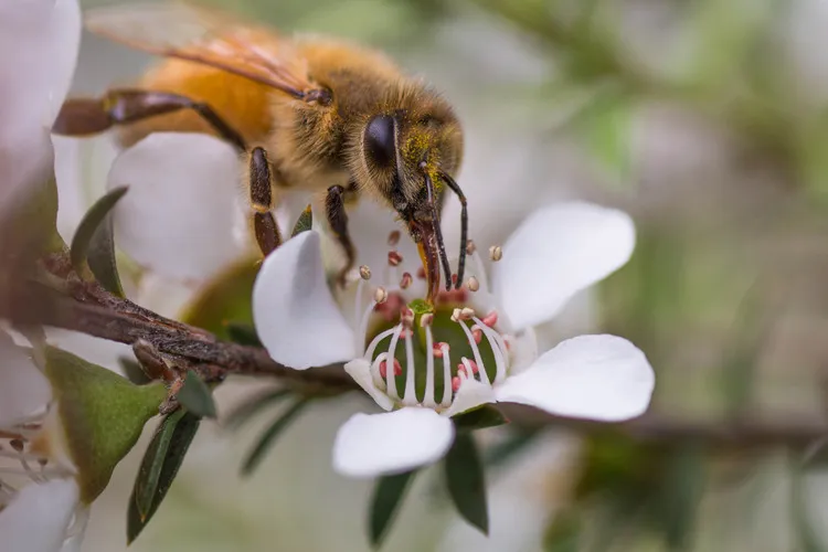Bee collecting pollen from manuka flower in full bloom