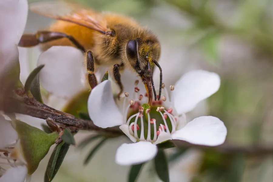 Bee collecting pollen from manuka flower in full bloom