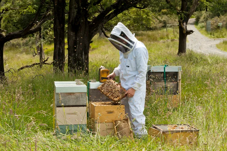 Beekeeper inspecting hive, with frame covered in bees in forest