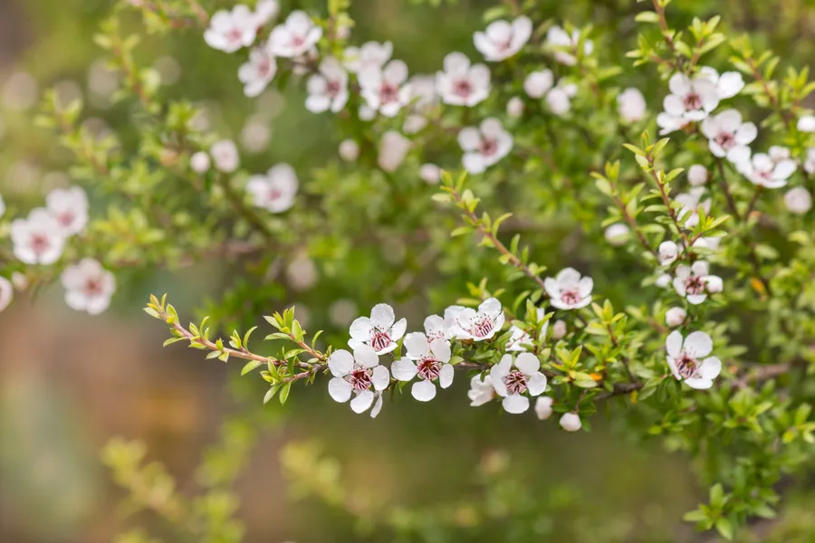 Manuka bush with flowers in full bloom