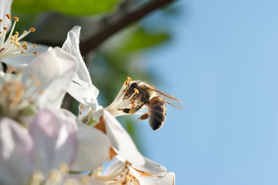 Bee collecting nector from manuka flower in full bloom