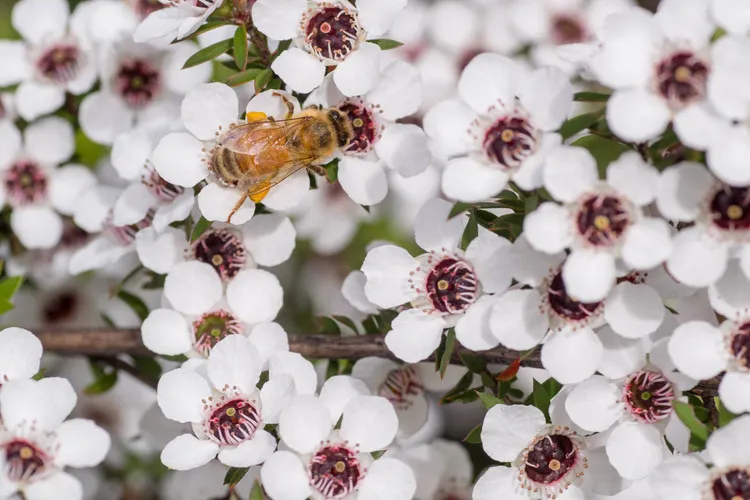 Bee collecting pollen from Manuka flower