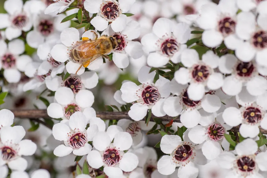 Bee collecting pollen from Manuka flower