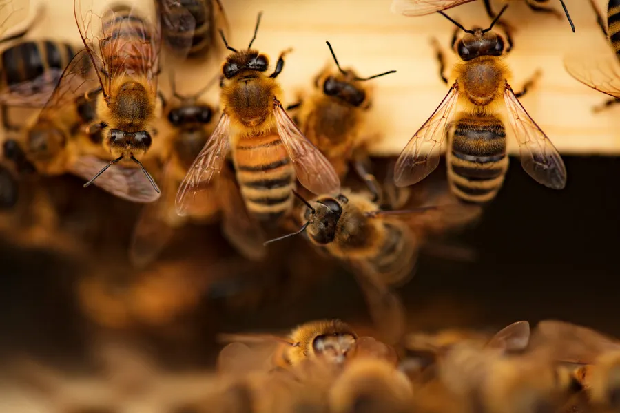 Close up of bees on honey frame