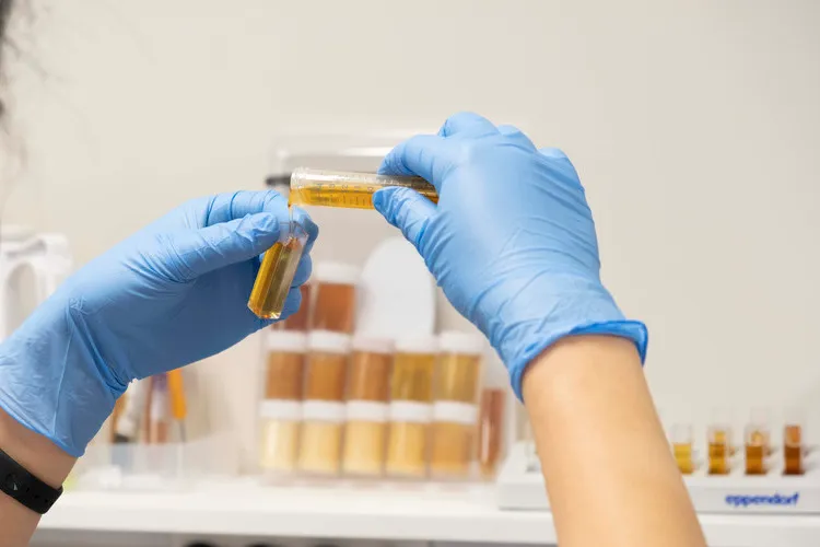 Technician pouring manuka in test tube