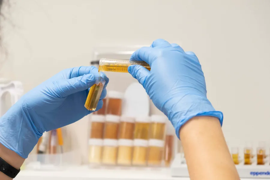 Technician pouring manuka in test tube