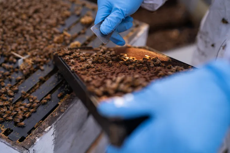 Close up of beekeeper inspecting honey frame
