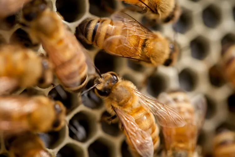 Close up of bees on a honey frame