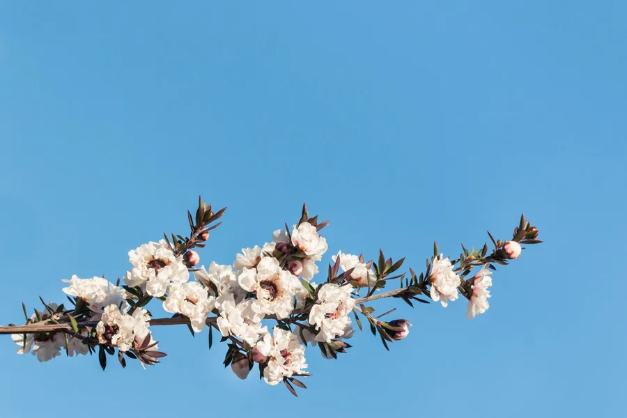 Branch of Manuka Flower with blue sky in the ackground