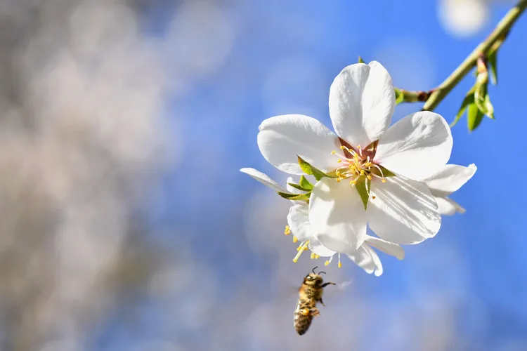 Bee flying to manuka flower in full bloom