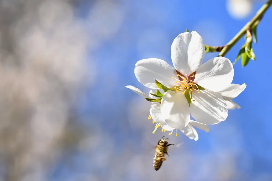 Bee flying to manuka flower in full bloom