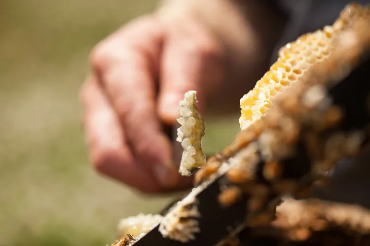 Beekeeper scraping comb off honey frame