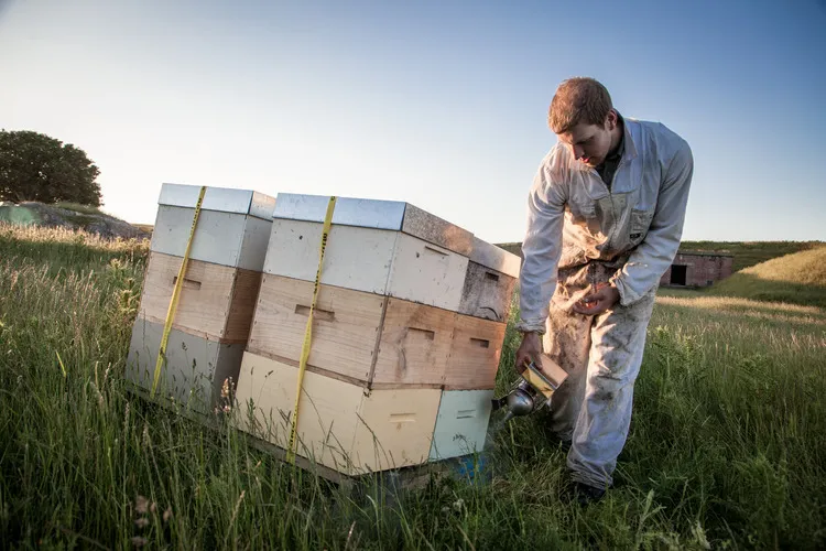 Beekeeper using smoker on bottom of hive in a paddock