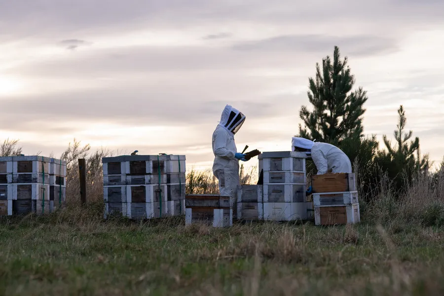 Two beekeepers inspecting hives in paddock at sunrise