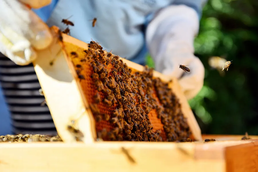 Beekeeper pulling honey frame from hive covered in bees
