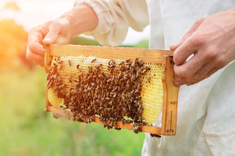 Beekeeper with honey frame covered in bee in sunlight