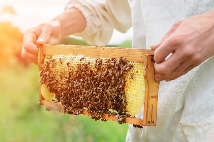 Beekeeper with honey frame covered in bee in sunlight