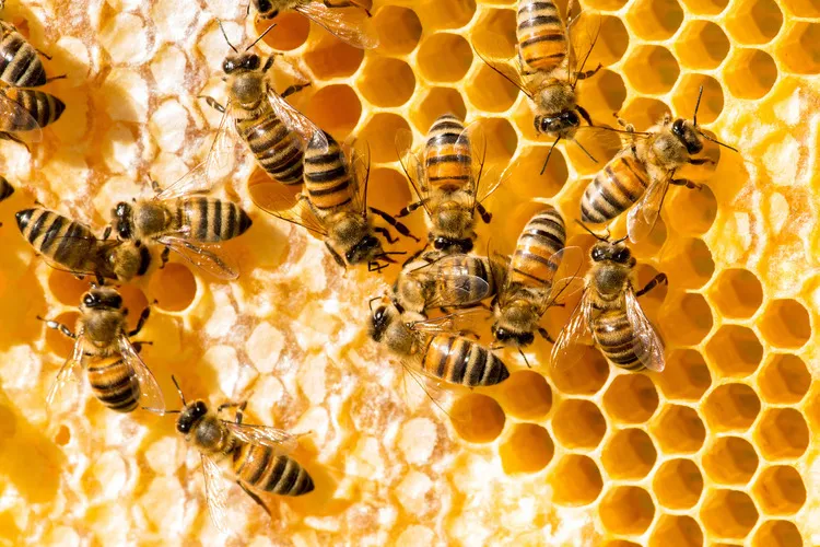 Close up of bees on a honey frame