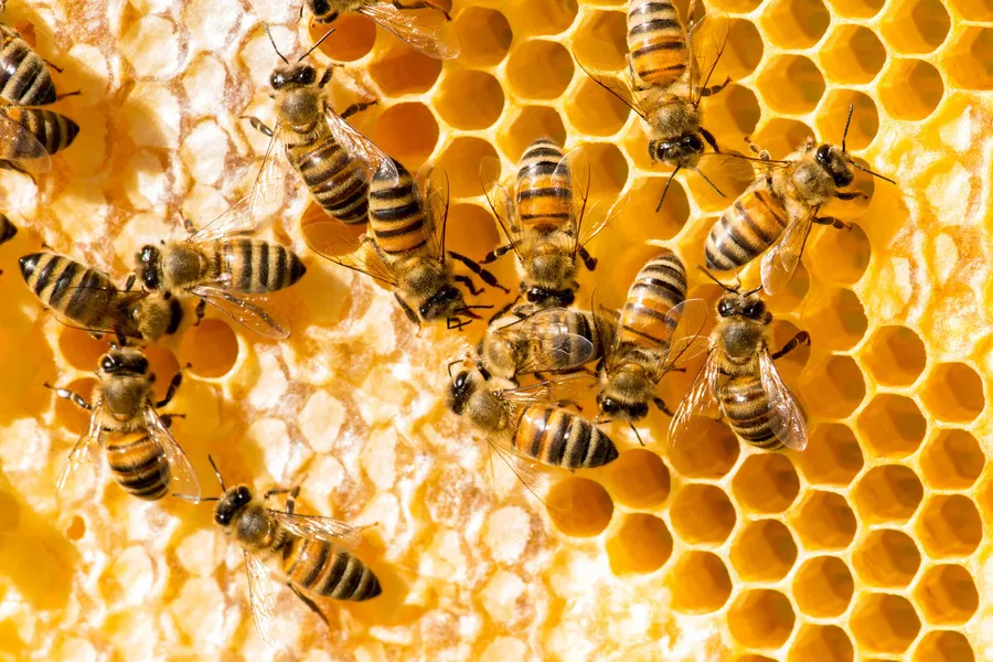 Close up of bees on a honey frame