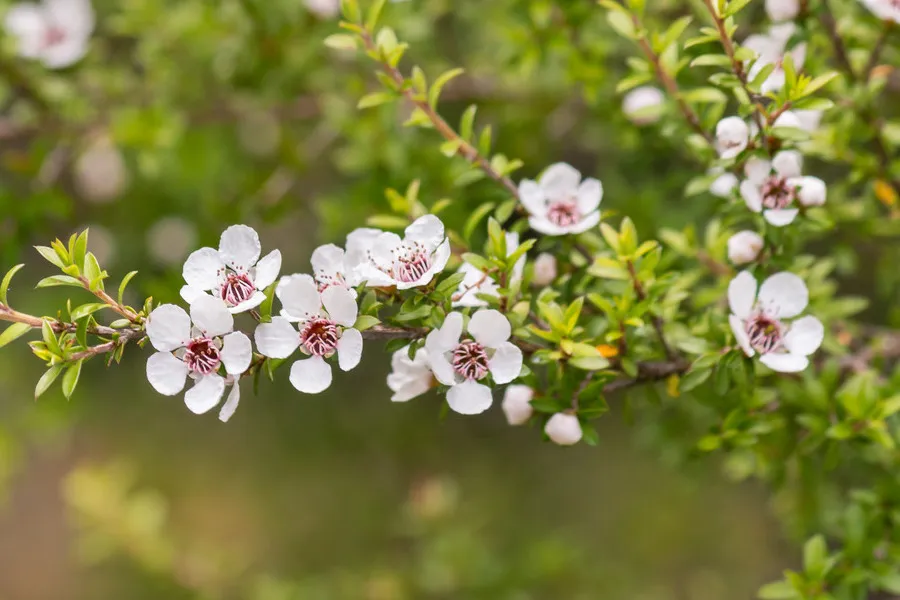 Manuka flowers in full bloom on green foliage