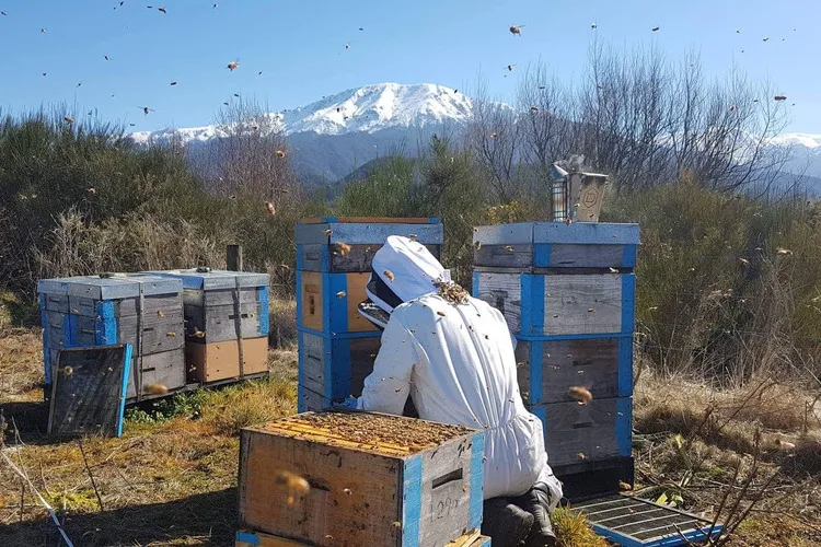 Beekeeper inspecting hives with snow capped mountains in the background