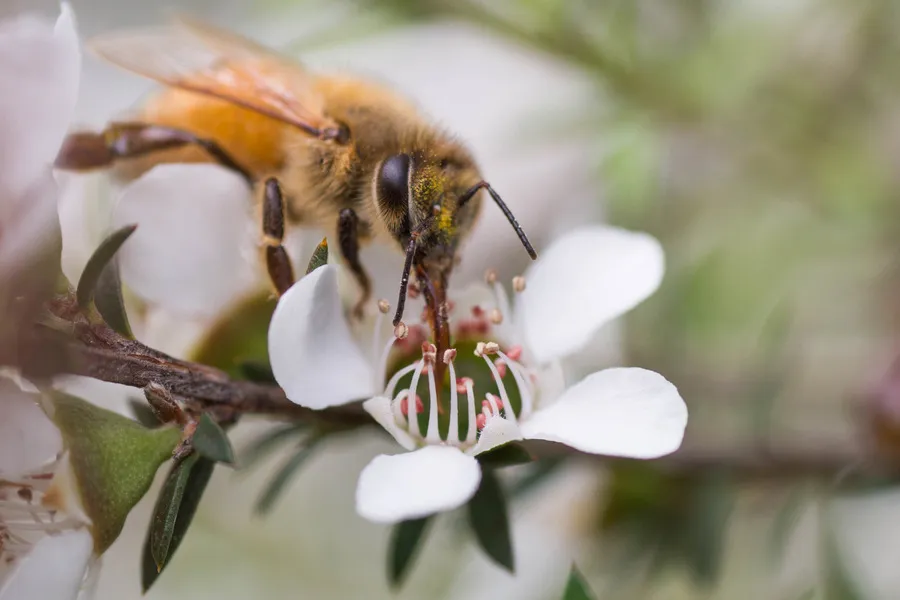 Close up of bee collecting pollen from Manuka flower in full bloom