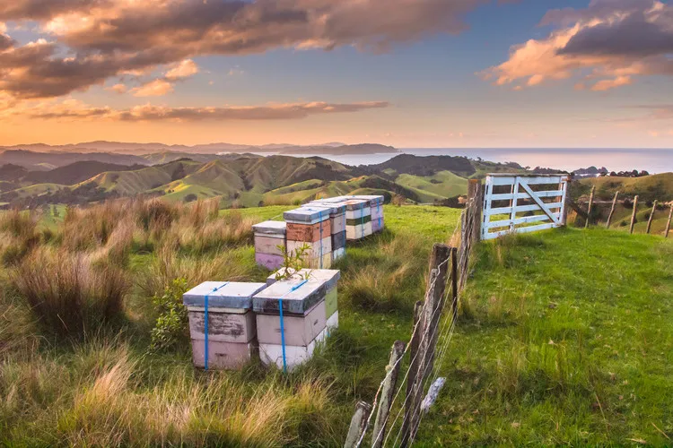 Bee hives sitting on a hill in a paddock with the ocean in the background